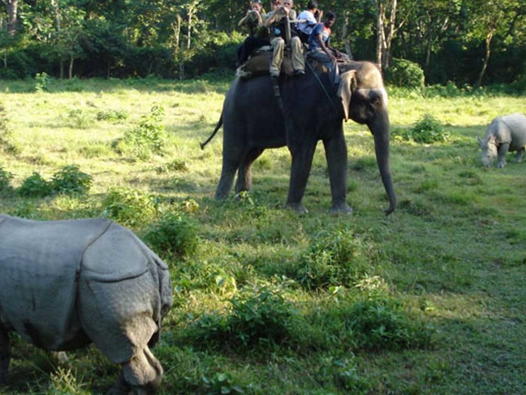 Jungle Activities