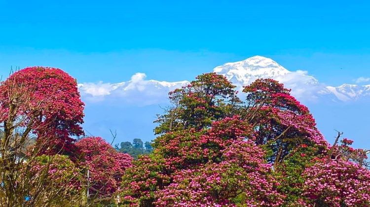 2 Days Treks In Nepal - Poon Hill