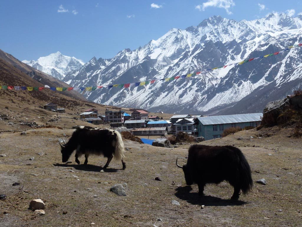 Yaks Herding | Langtang Region | Trekking in Nepal