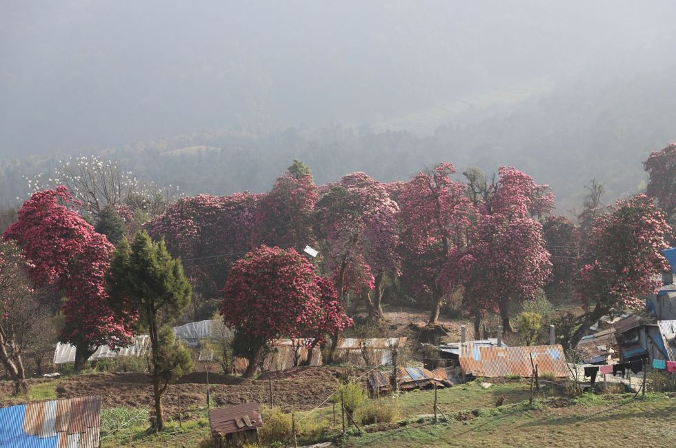 Poon hill to ABC Trek Poon hill to ABC Trek