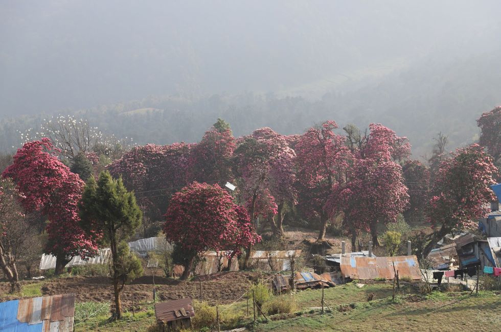 Poon hill to ABC Trek