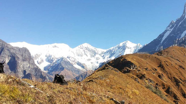 Mardi Himal Trekking