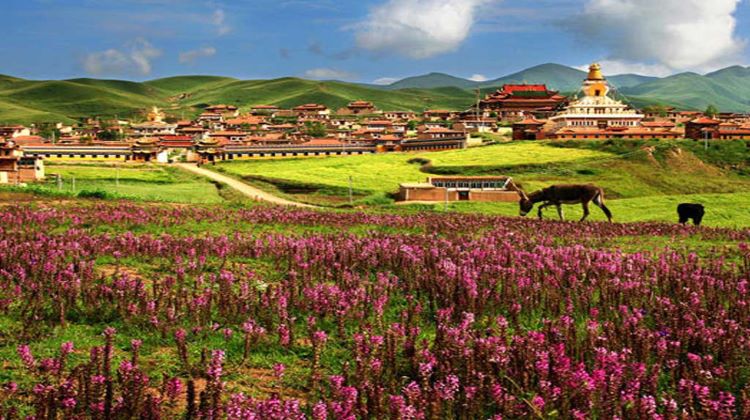 Tibet Shangri la Tour