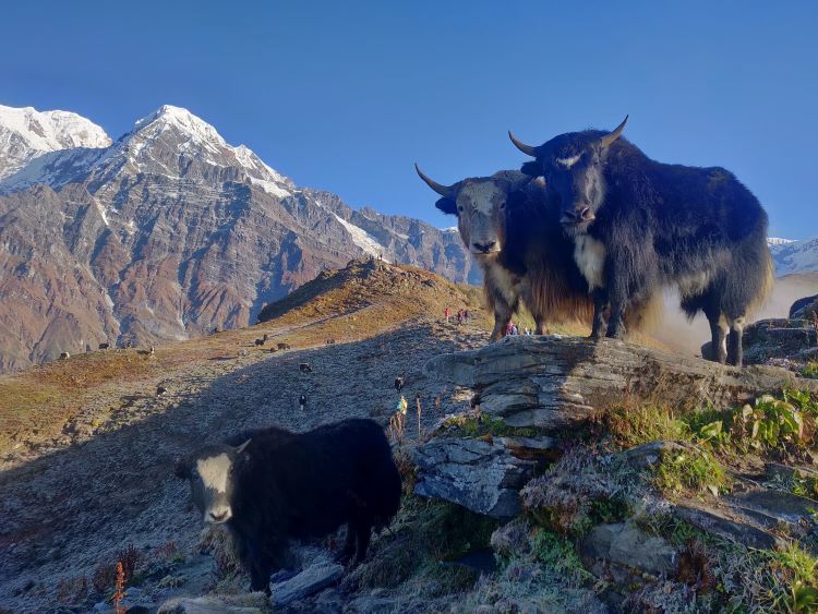 Trek to Mardi Himal Nepal -10 Days