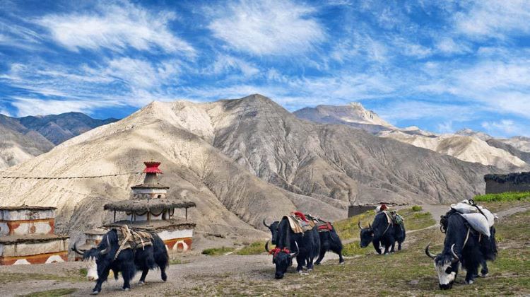 Upper Dolpo Trek