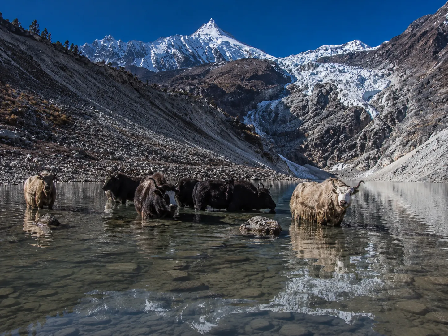 yaks beneath manaslu's glacial peaks